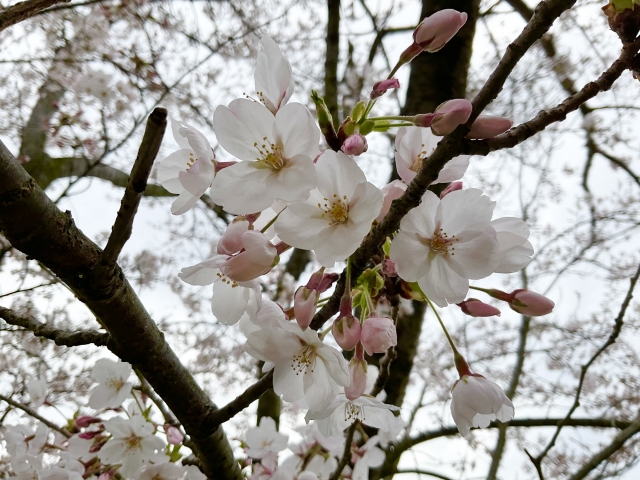 桜