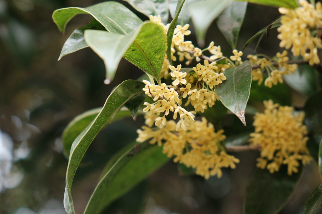 秋に咲くキンモクセイの花