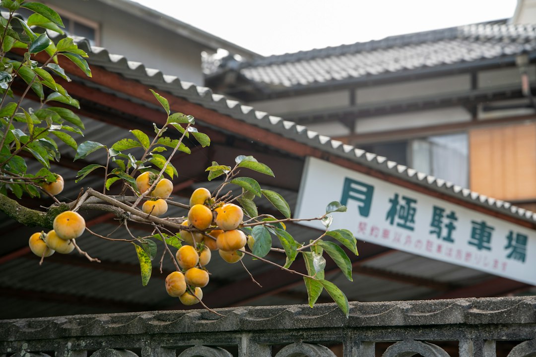 秋に実った柿の木