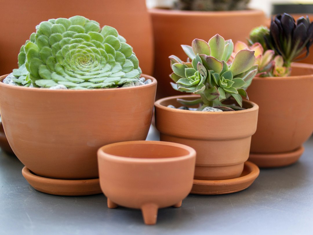 テラコッタの植木鉢に植えられた植物（イメージ写真）