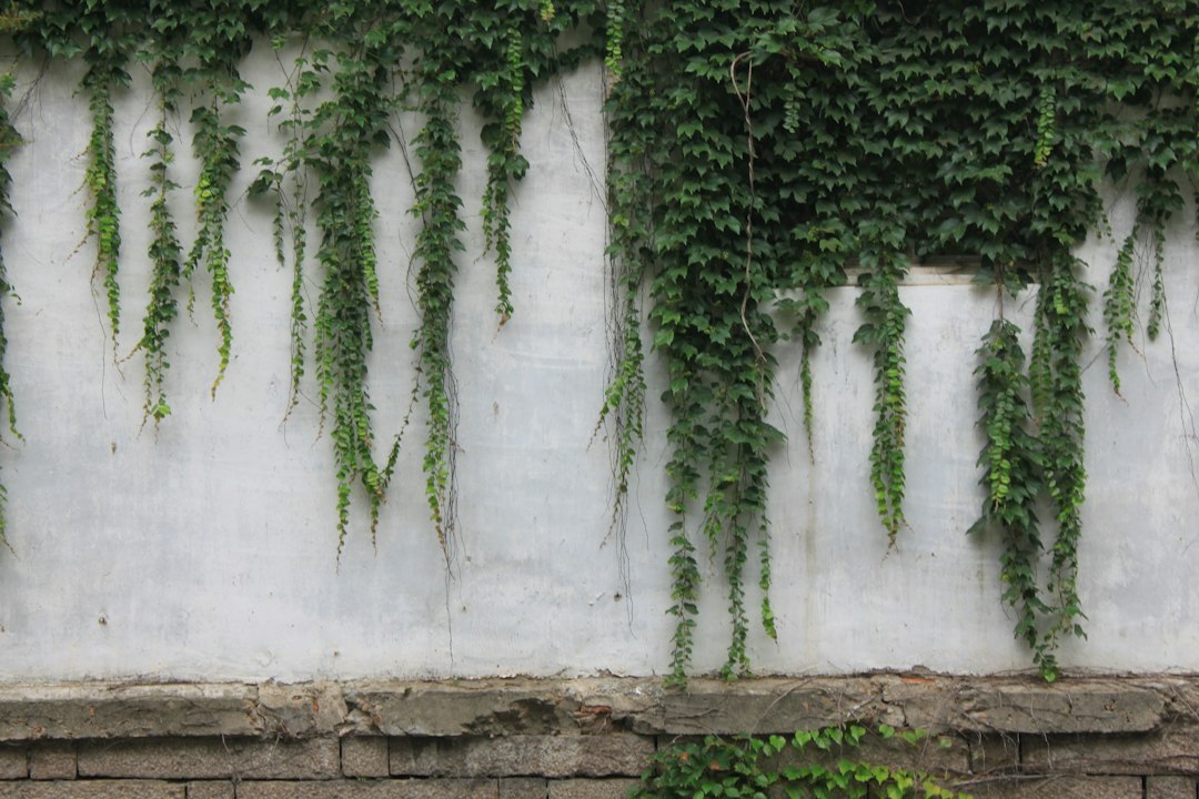 壁の周囲に伸びるつる植物