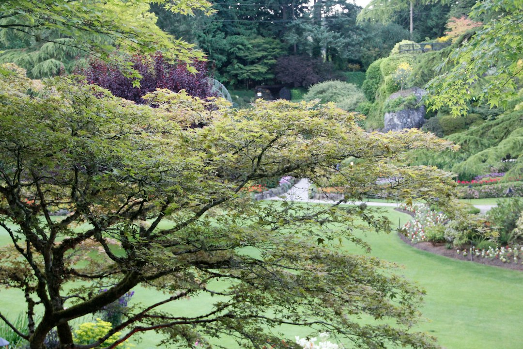 木々に囲まれた庭の通路(イメージ写真)
