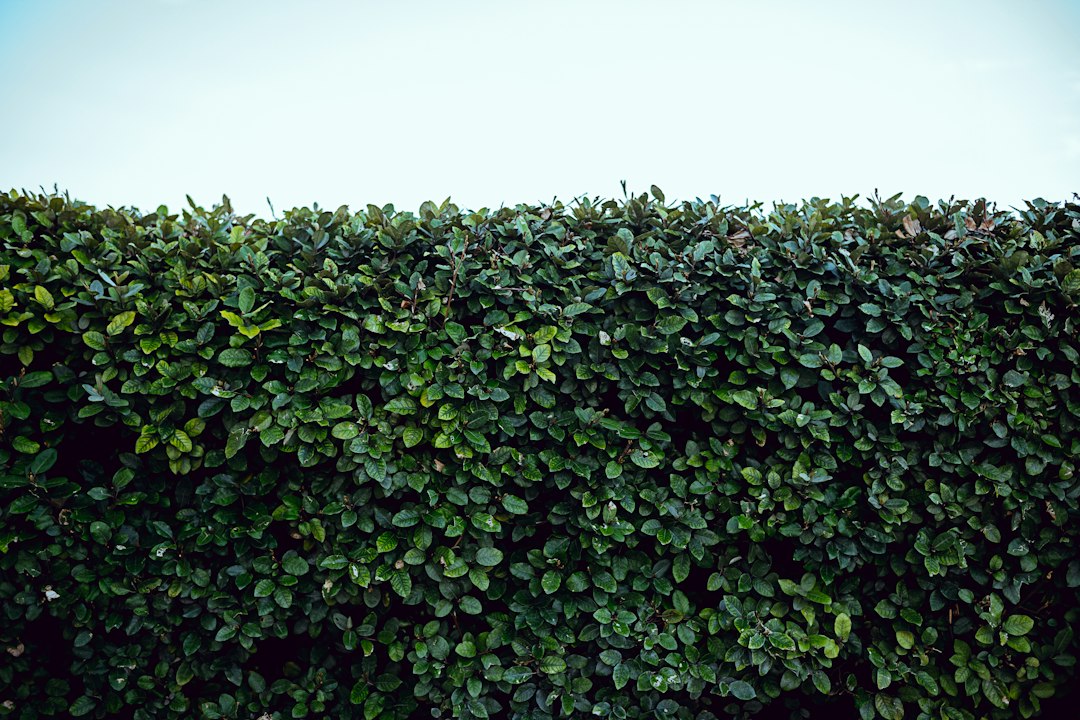 屋外の緑の植栽のイメージ写真
